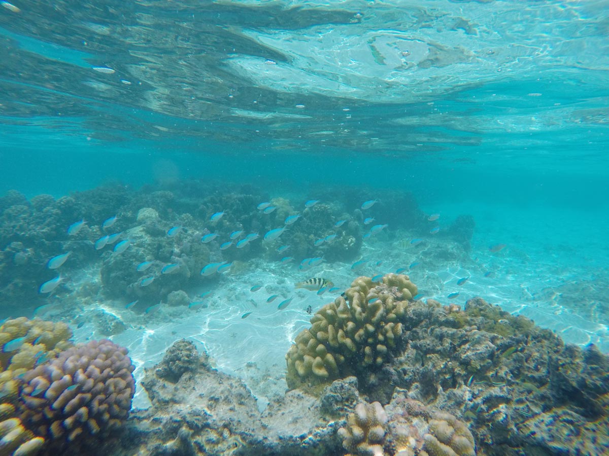 The-Old-Sofitel-Beach-Huaine-snorkeling