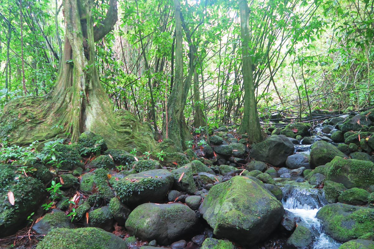 Three waterfall hike - Raiatea - the rainforest