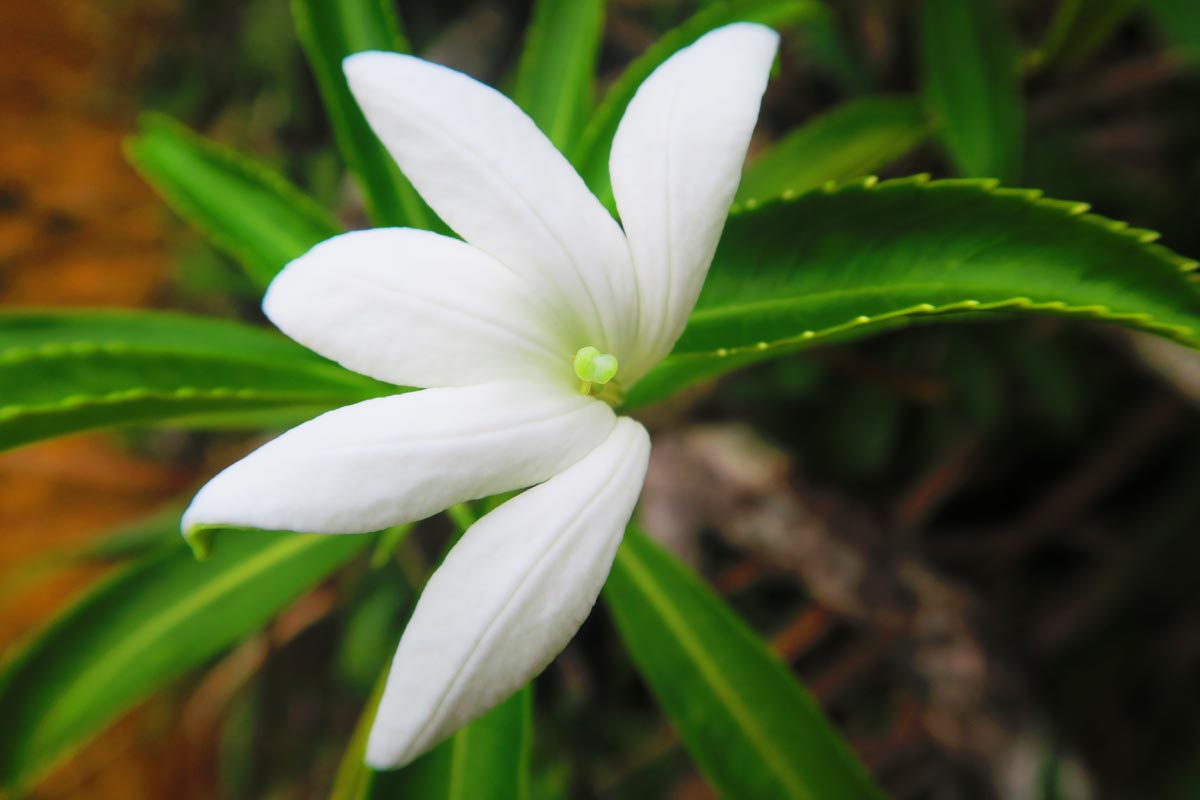 Tiare Apetahi rare flower - Temehani Plateau Hike - raiatea