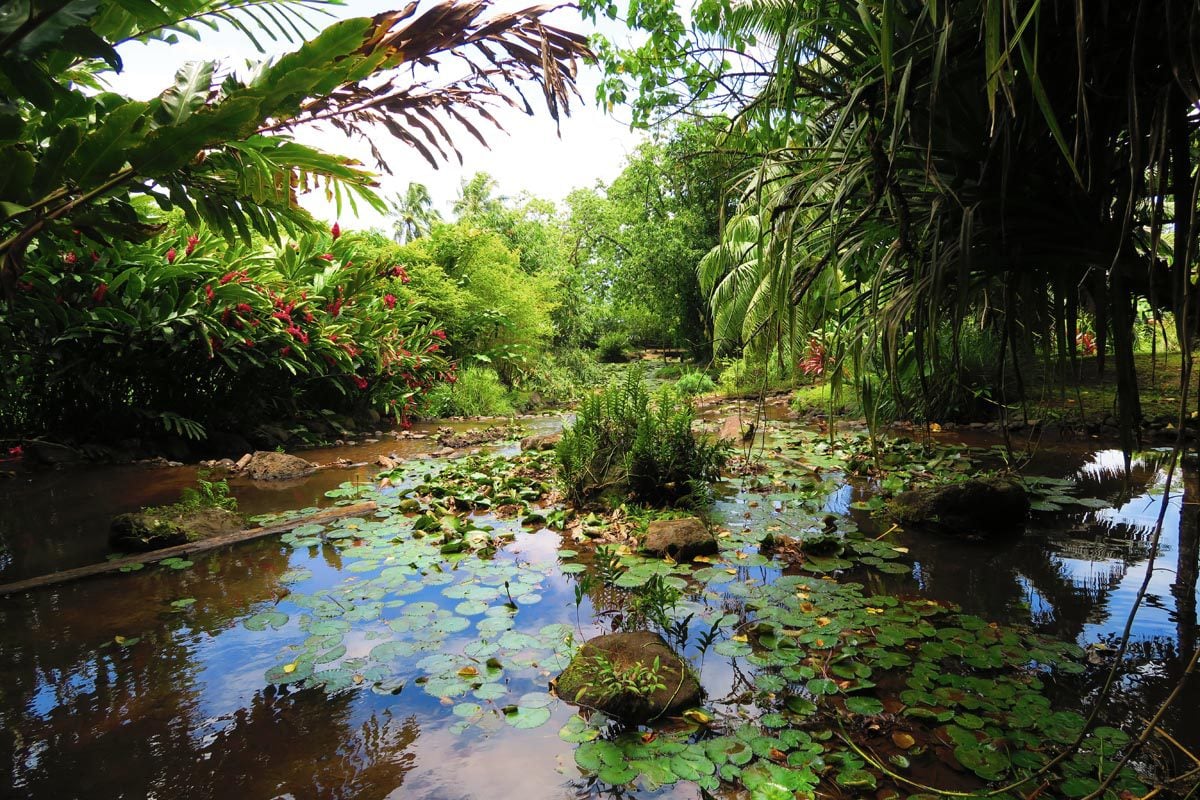 Vaipahi Gardens Tahiti - lily pond