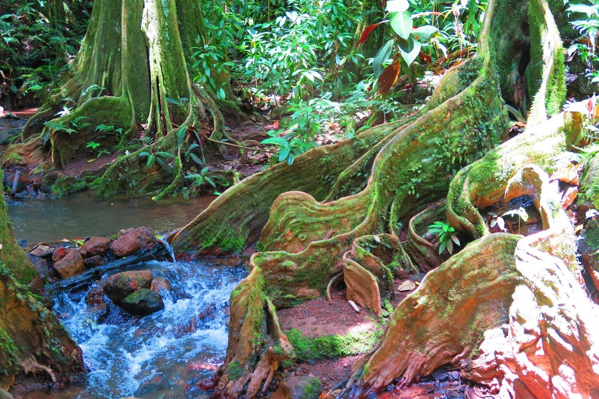 Vaipahi Gardens Tahiti - mape tree on hiking trail