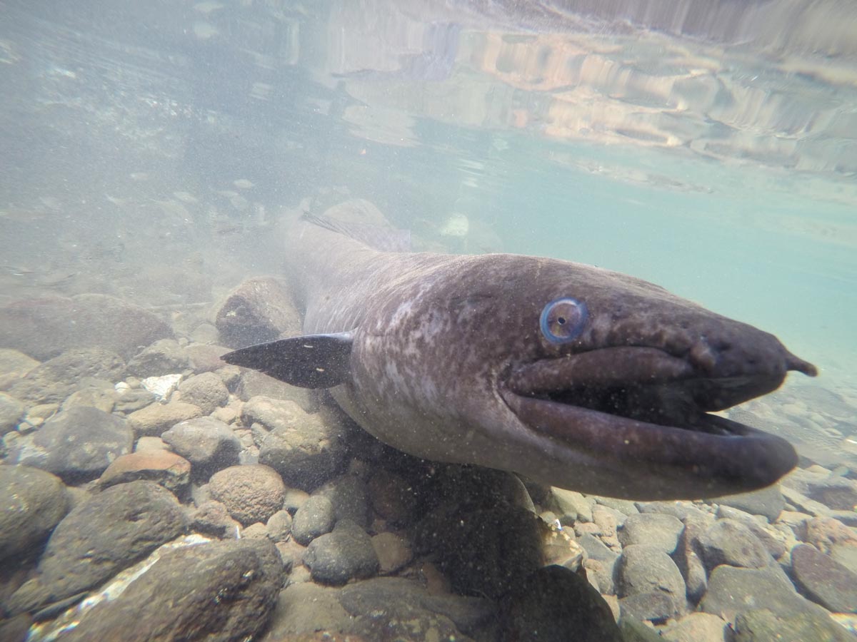 closeup-of-blue-eyed-eel-in-Huahine