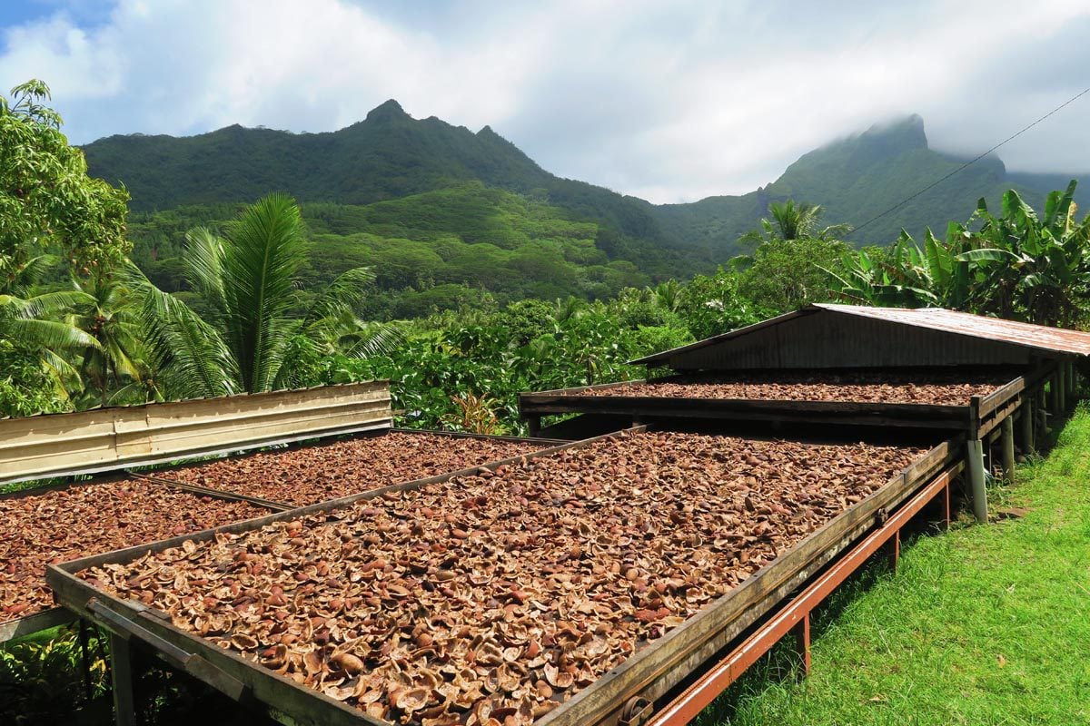 coconut drying hut for copra production - Raiatea