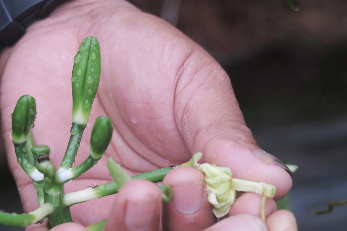 seeding vanilla by hand - Tahaa vanilla farm tour