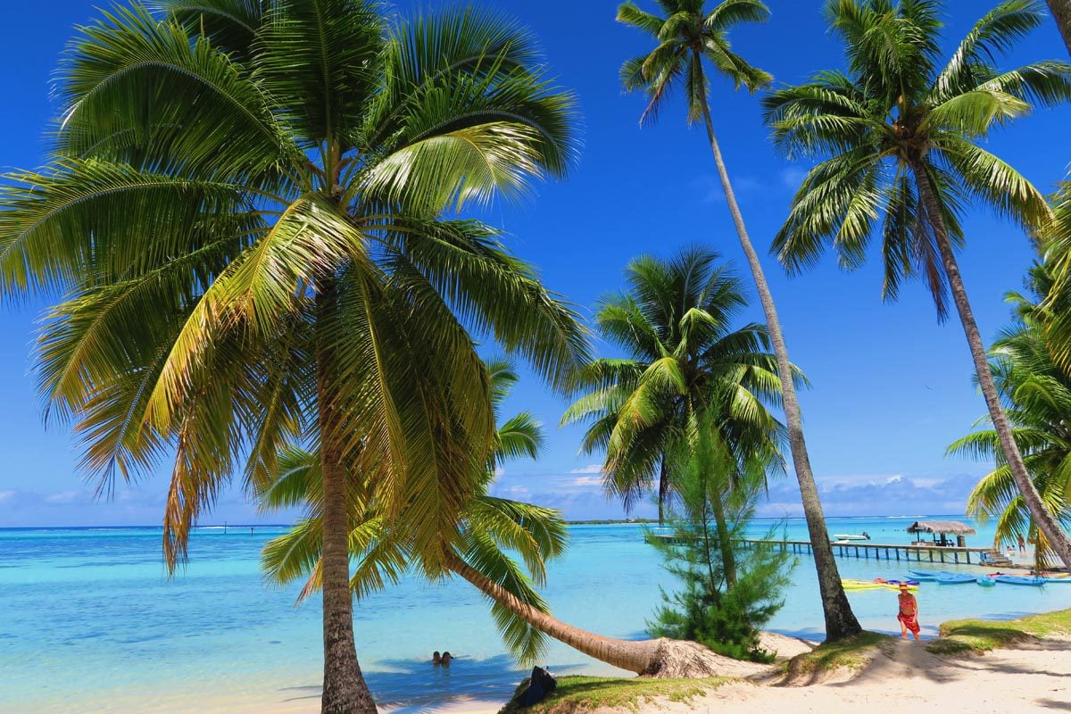 Les Tipaniers Hotel & Beach - Moorea - palm trees