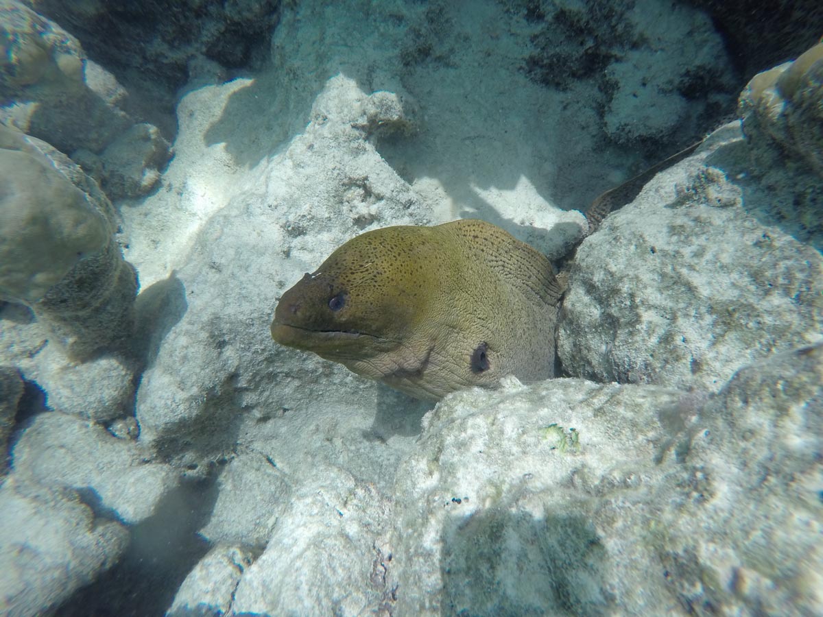 Moorea-lagoon-tour-snorkeling-with-morray-eel