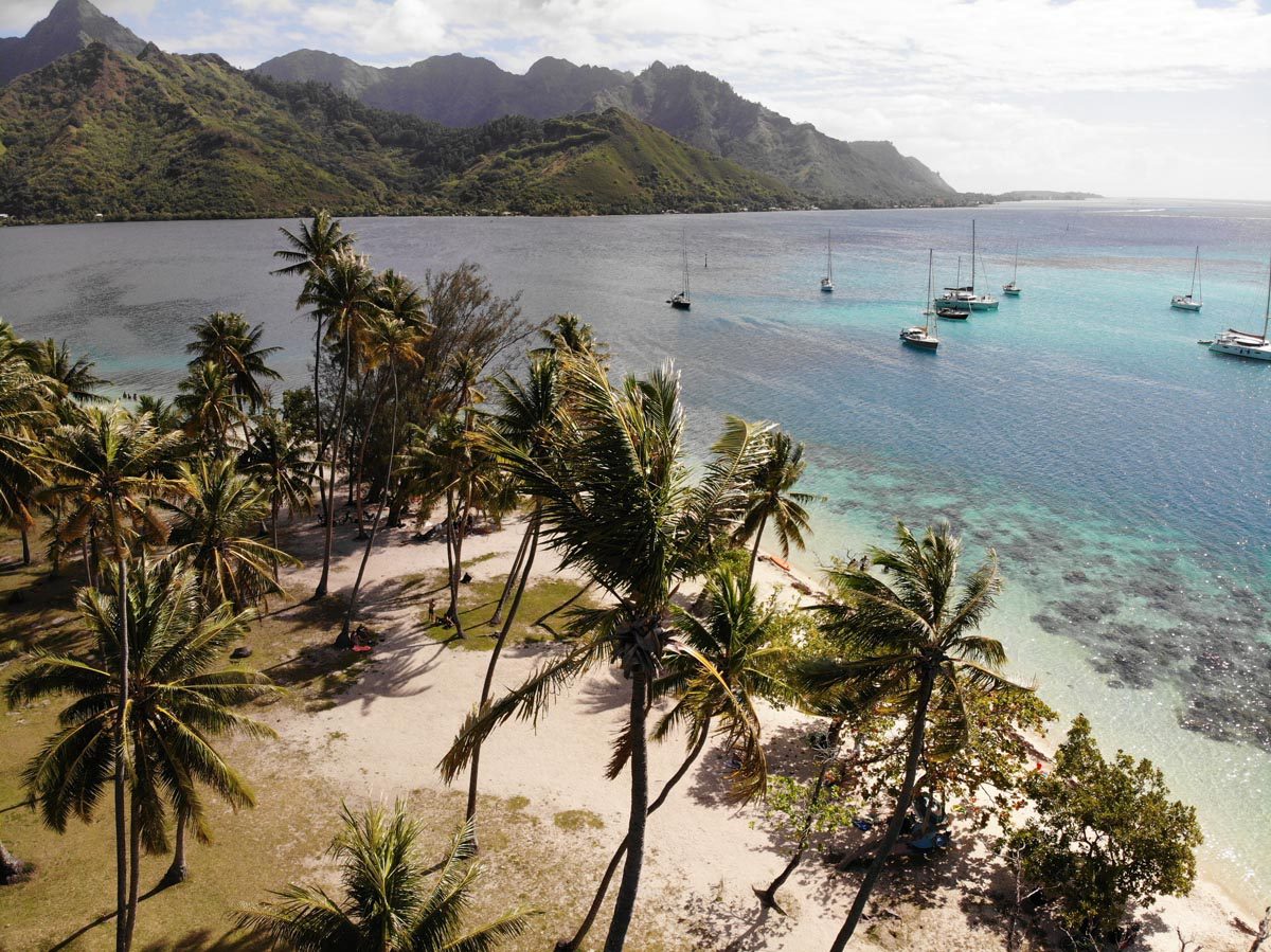 Palm-trees-in-Taahiamanu-Beach-Moorea