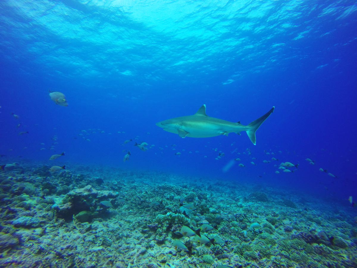 Diving-In-The-Avatoru-Pass-Rangiroa-silvertip-shark