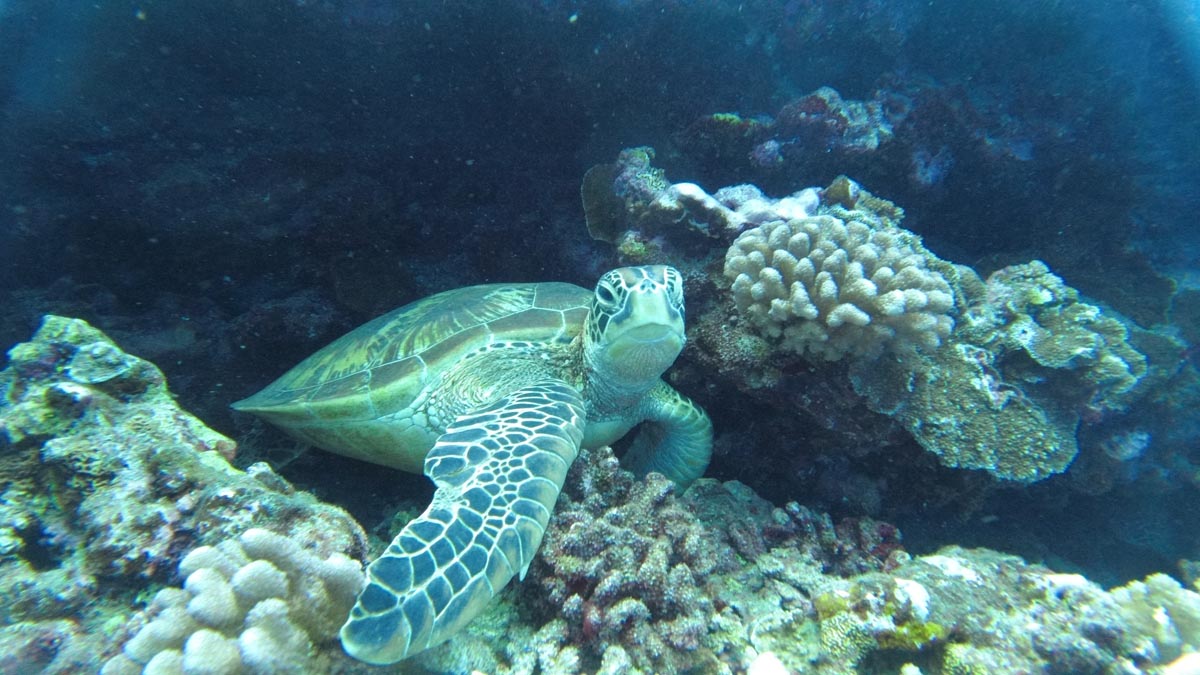 Diving-in-Fakarava-North-sea-turtle