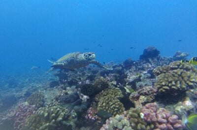 Diving-in-Rangiroa-sea-turtle