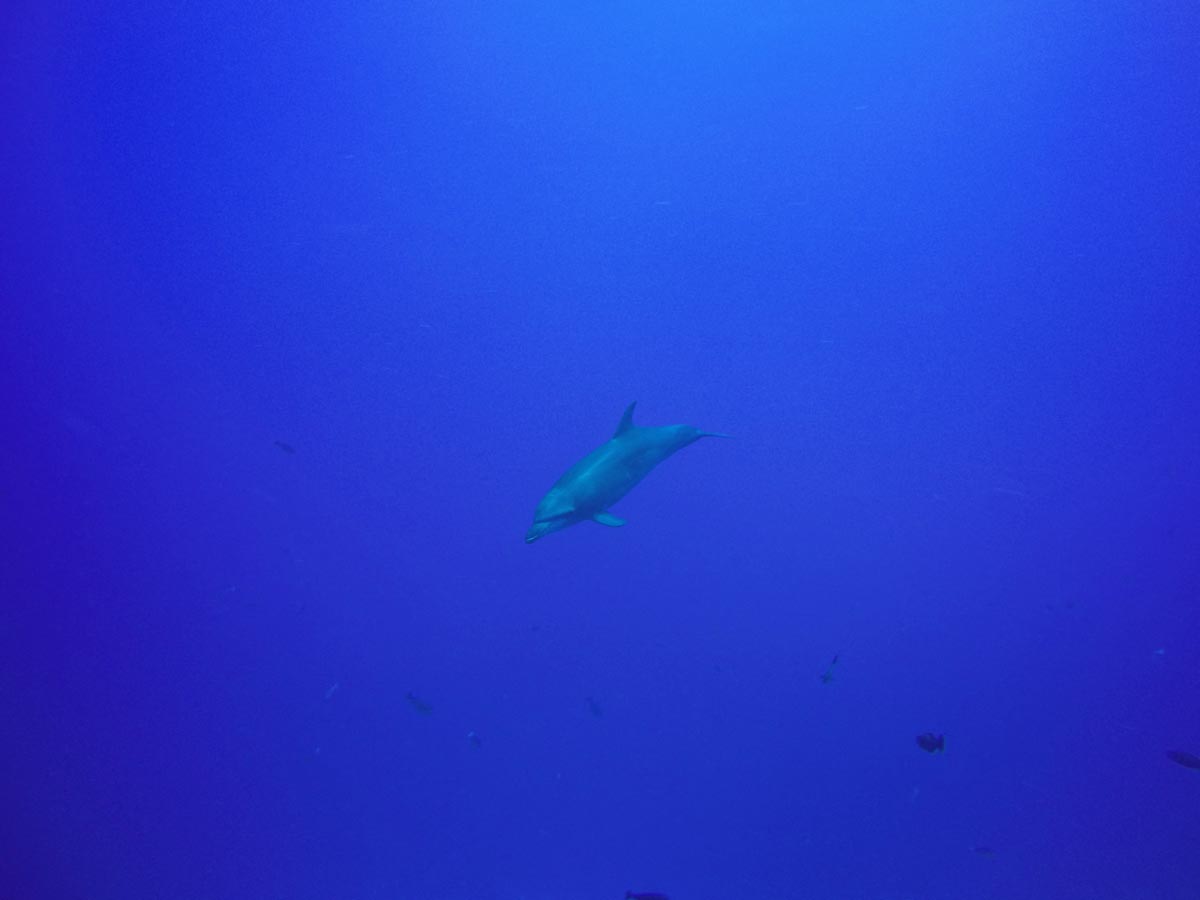 Diving-in-Tiputa-Pass-Rangiroa-dolphin