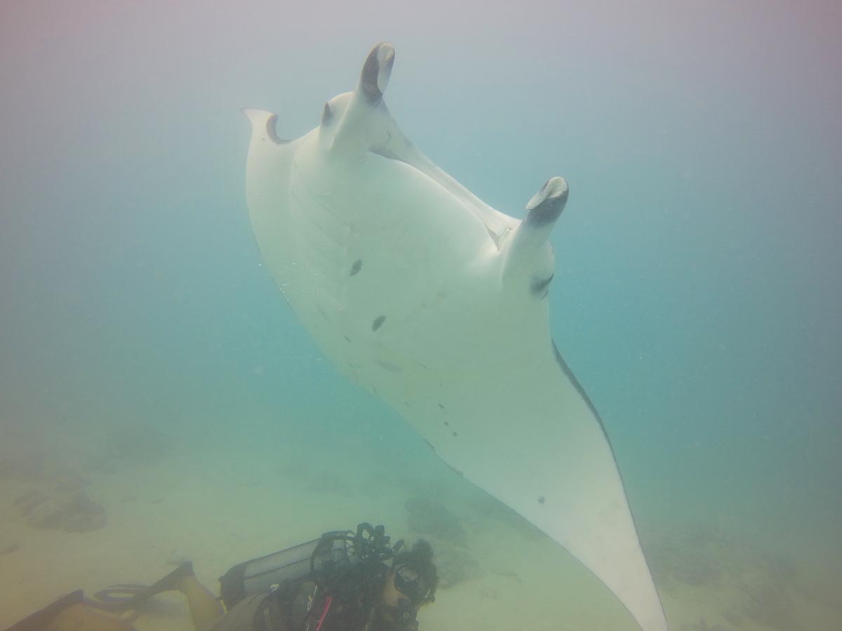 Diving-with-Manta-Rays-in-Maupiti-ray-above-diver
