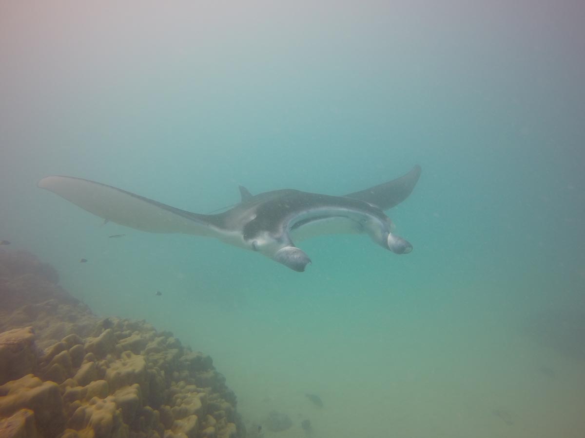Diving-with-Manta-Rays-in-Maupiti-ray-approaching