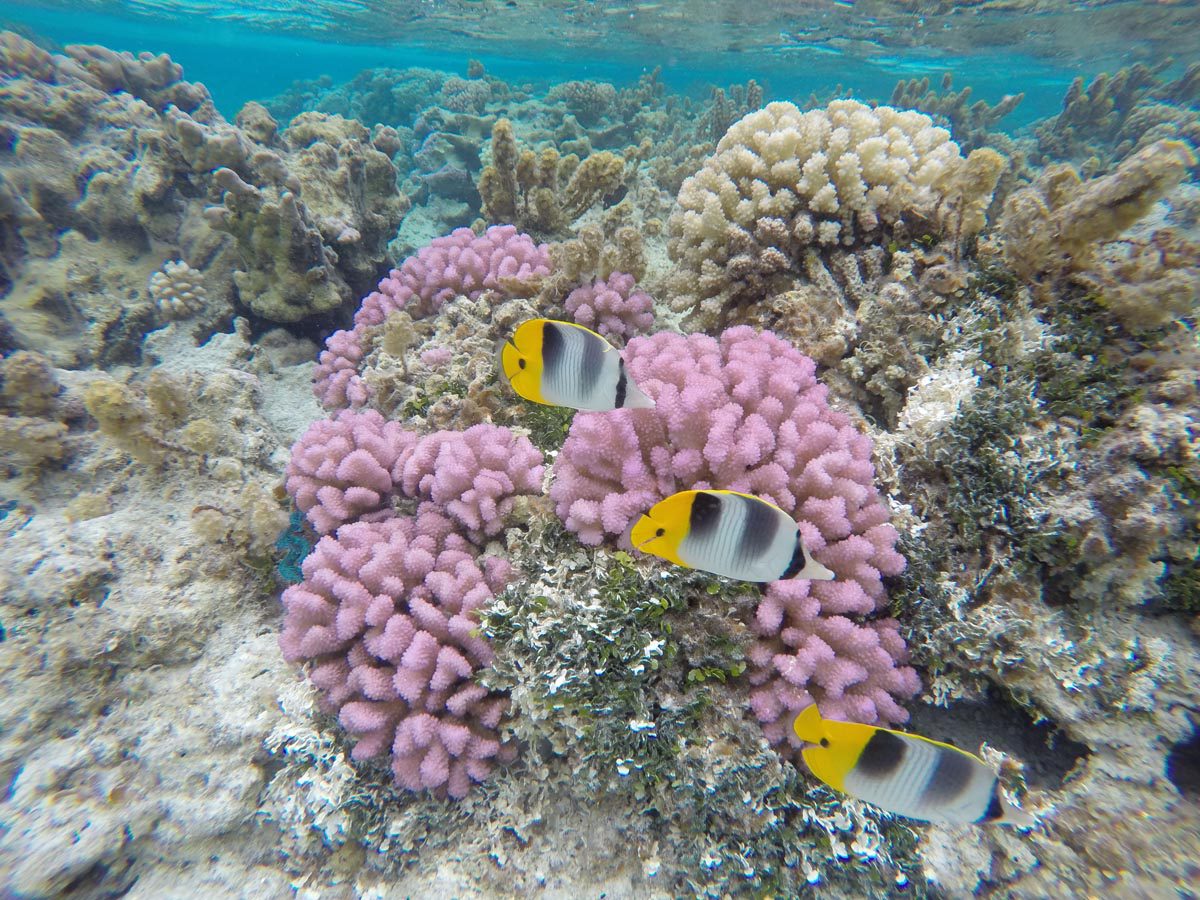 Maupiti-lagoon-tour-The-coral-garden-tropical-fish