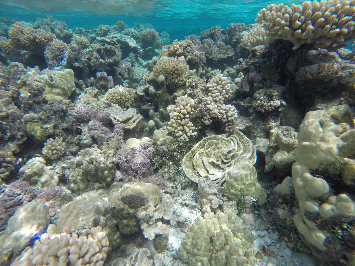 Maupiti-lagoon-tour-The-coral-garden