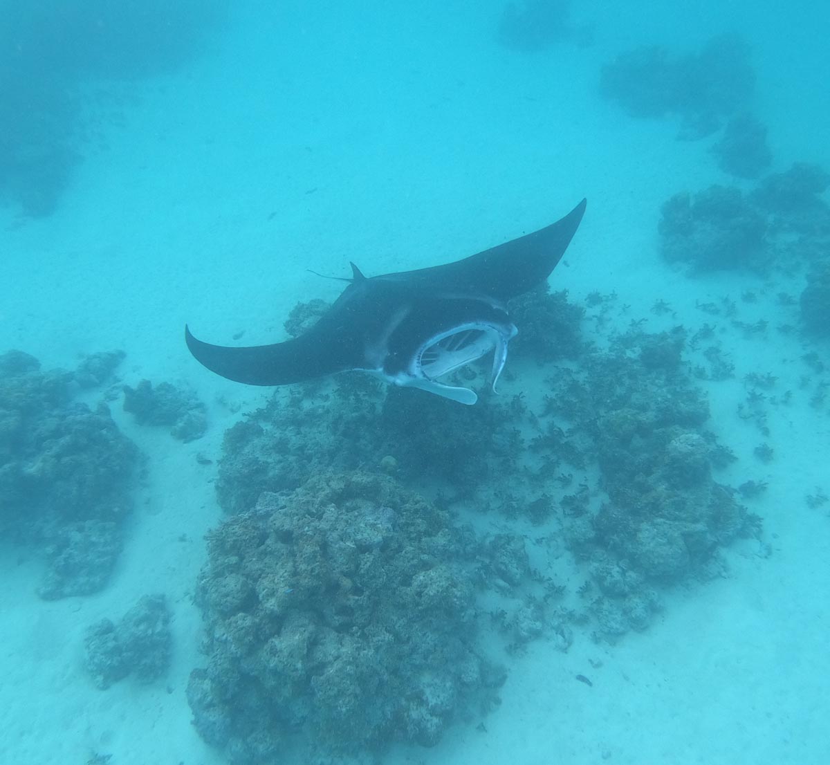 Maupiti-lagoon-tour-manta-ray-cleaning-station