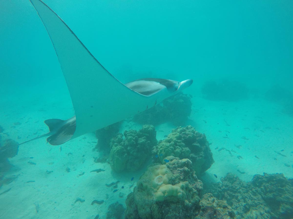 Maupiti-lagoon-tour-snorkeling-with-manta-rays