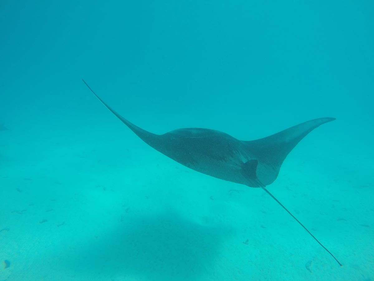 Maupiti-lagoon-tour-swimming-with-manta-rays