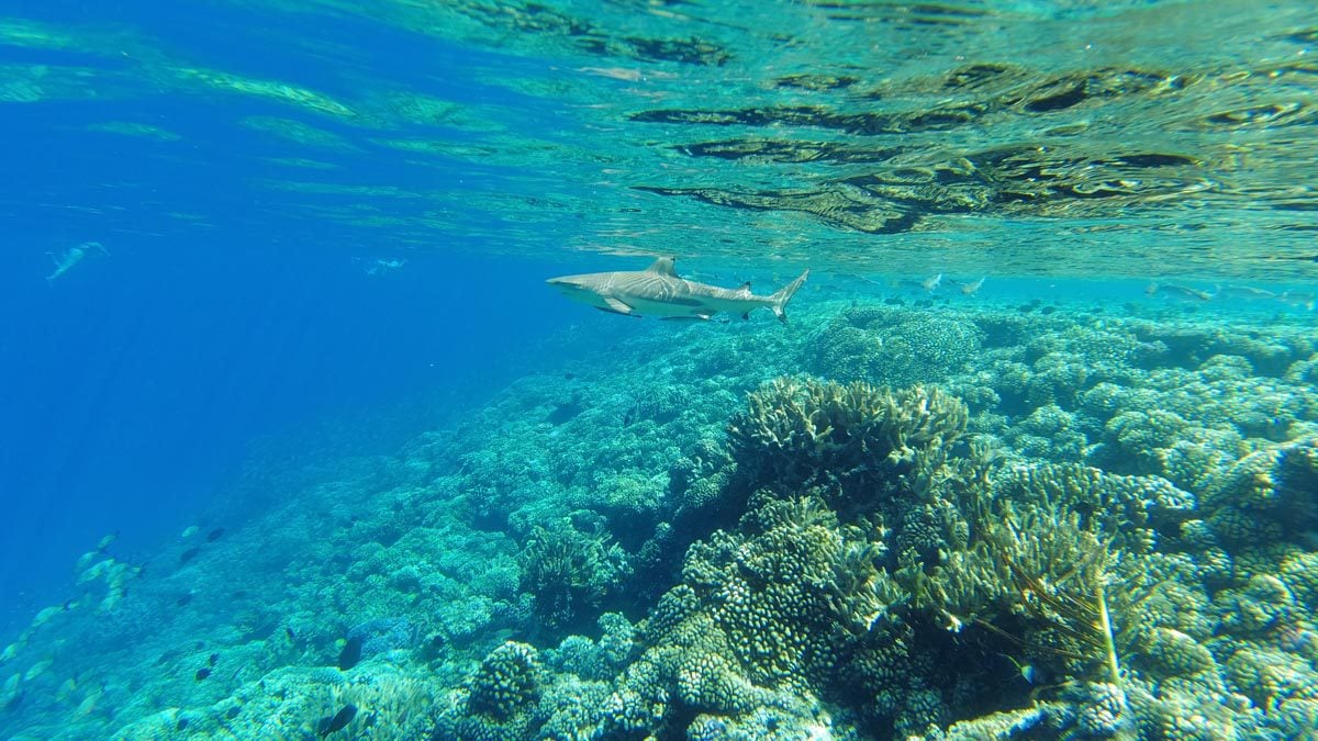 Snorkeling-in-Tetamanu-Fakarava-South-Pass-reef-shark