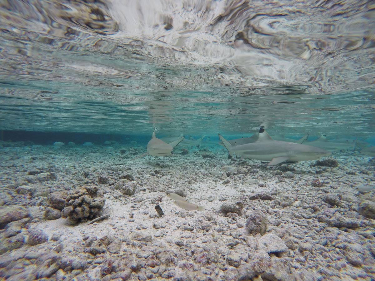 Snorkeling-in-Tetamanu-Fakarava-South-Pass-reef-sharks-in-shallow-water