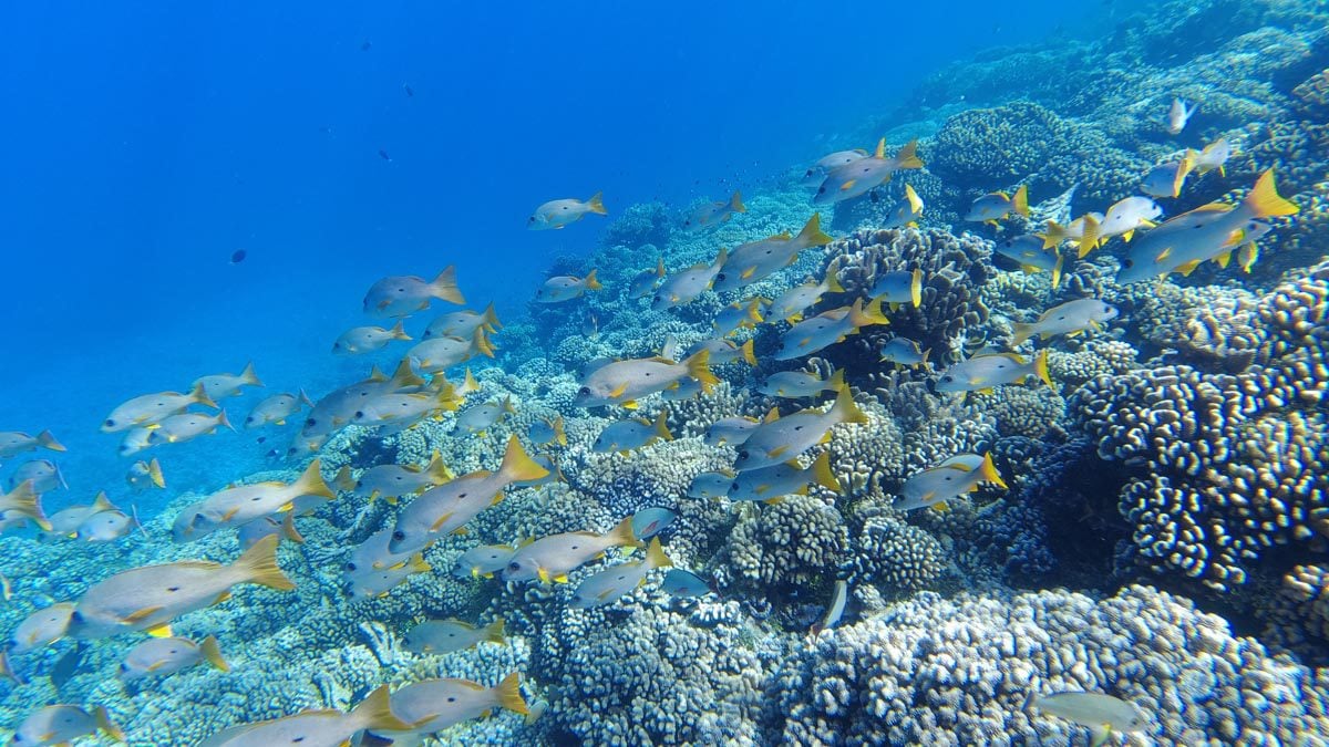 Snorkeling-in-Tetamanu-Fakarava-South-Pass-tropical-fish