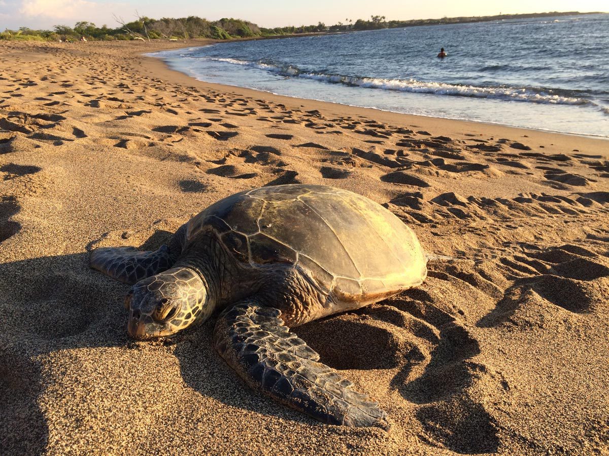green sea turtle beach at Kaloko Honokohau National Historical Park - Big Island - Hawaii