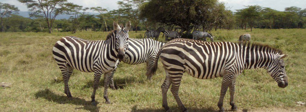Kenya category hero image - zebras