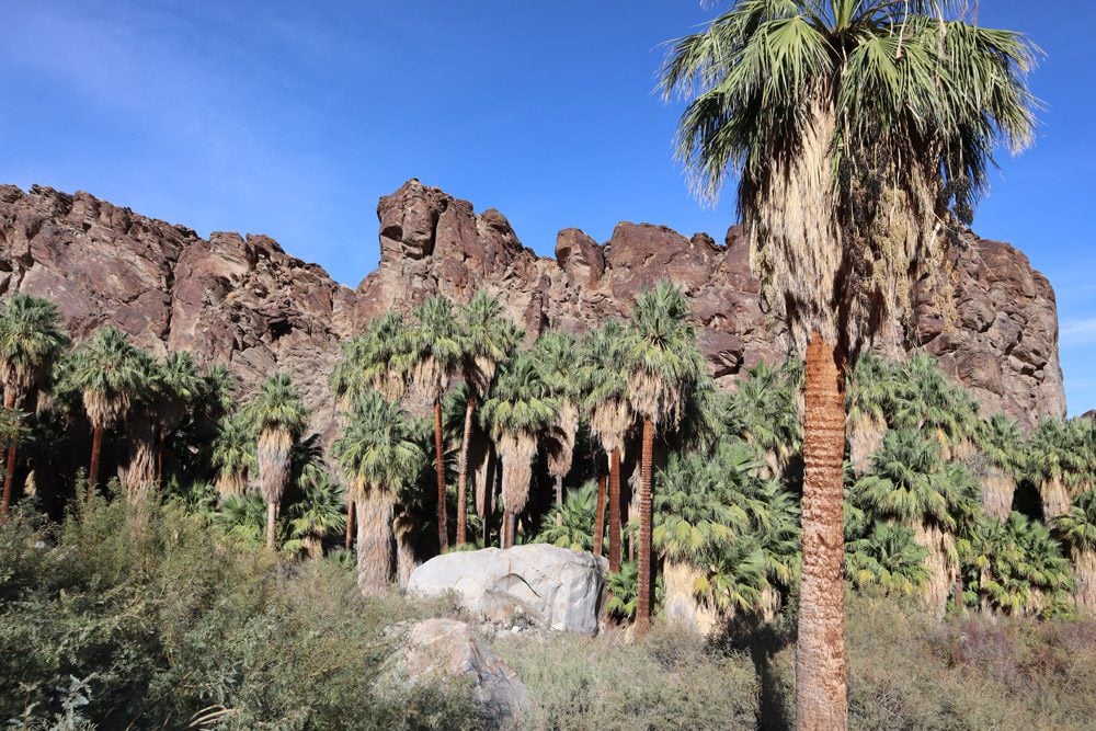 Andreas Canyon Trail - indian canyons