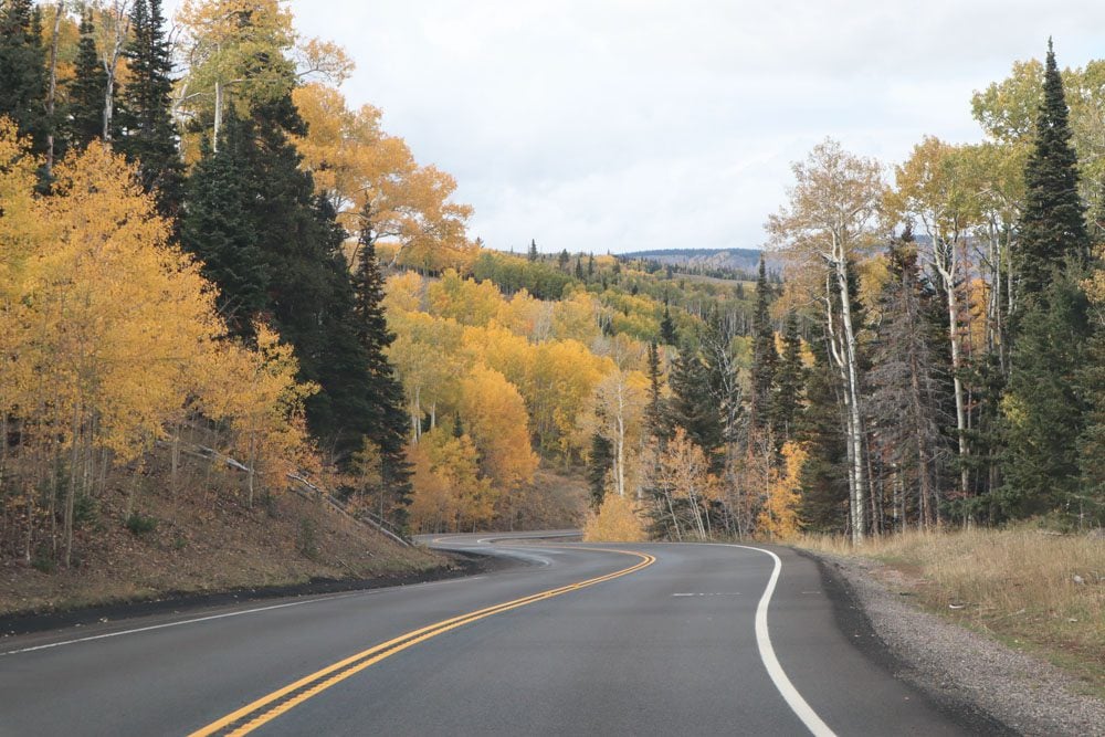 Aspen Trees - Grand Staircase National Monument - Utah