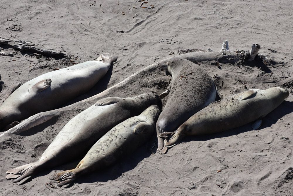 Elephant Seal Vista Point - pacific coast highway