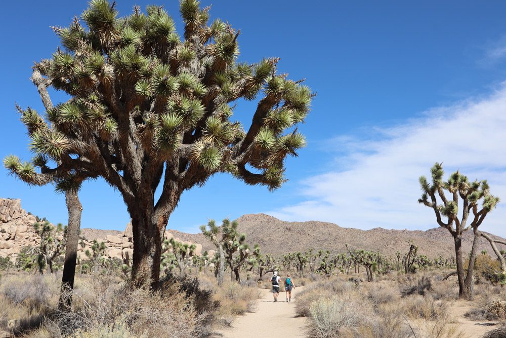 Joshua trees on wall street mill trail - Joshua Tree National Park