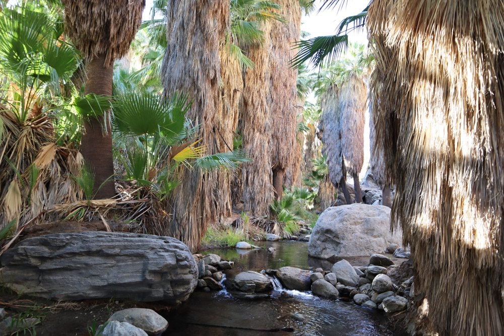 Water in Andreas Canyon Trailhead - indian canyons - palm springs