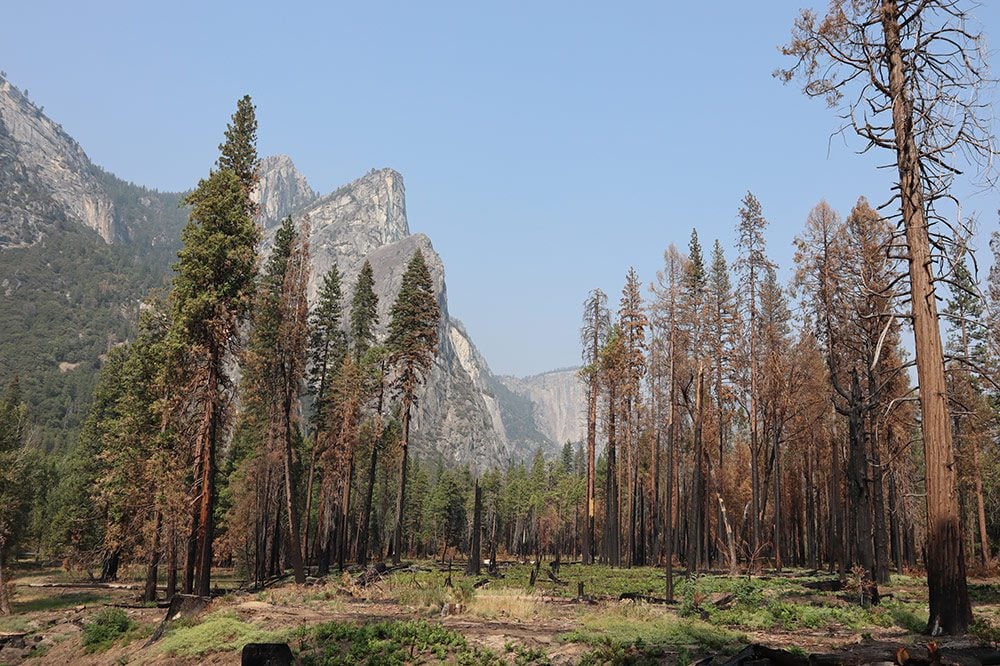 Yosemite Valley - burned trees after fire