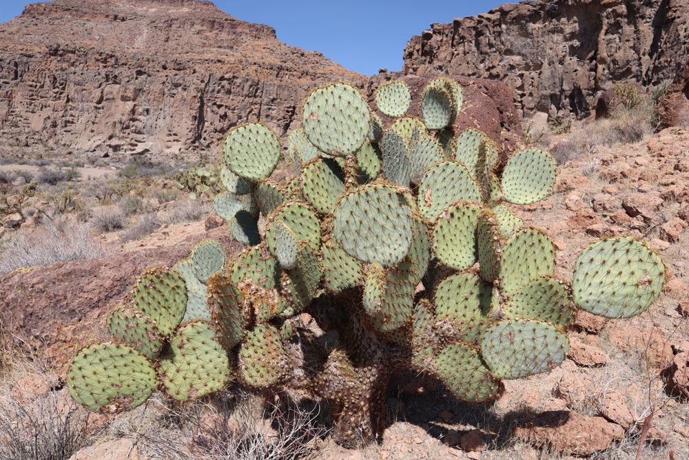 cactus in hole in the wall Mojave National Preserve