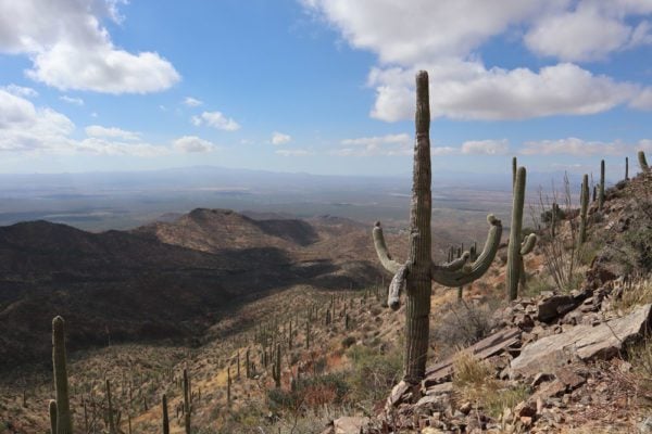 cactus in wasson peak hike - Saguaro National Park - arizona