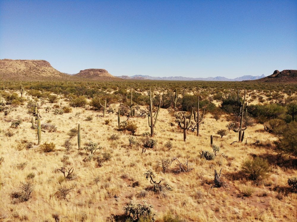 cactuses-on-highway-86-remote-arizona-backcountry-road