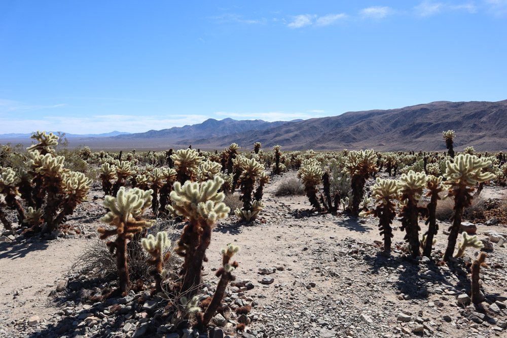 cholla cactus garden trail - Joshua Tree National Park