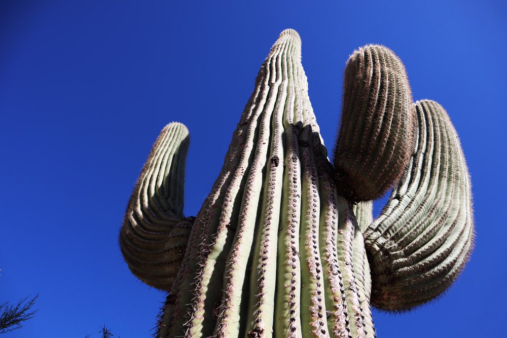 giant cactus at Saguaro national aprk arizona