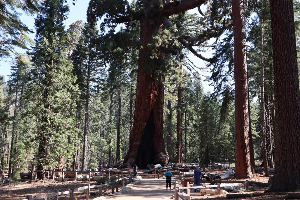 giant sequoias at mariposa grove - yosemite national park
