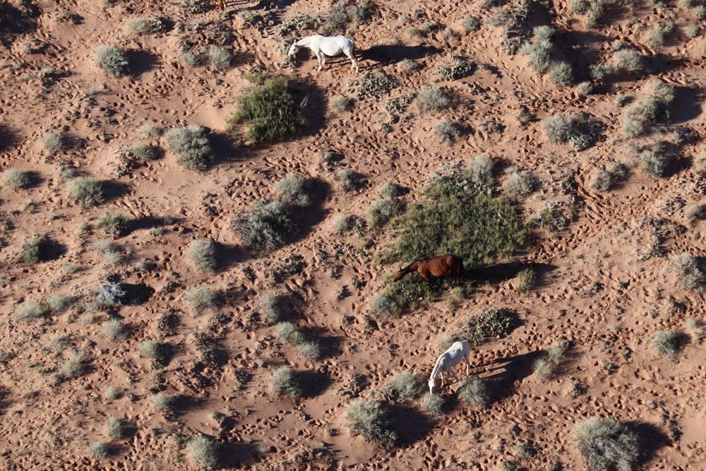 horses in canyon de chelly