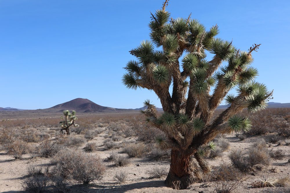 joshua tree in Mojave National Preserve