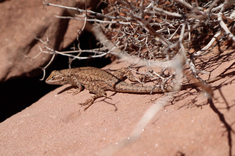lizard on Murphy Trail hike - island in the sky - canyonlands national park
