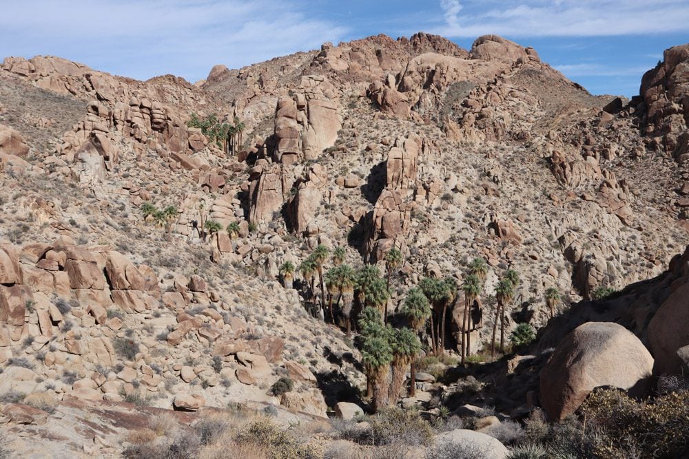 lost palms oasis trail - Joshua Tree National Park