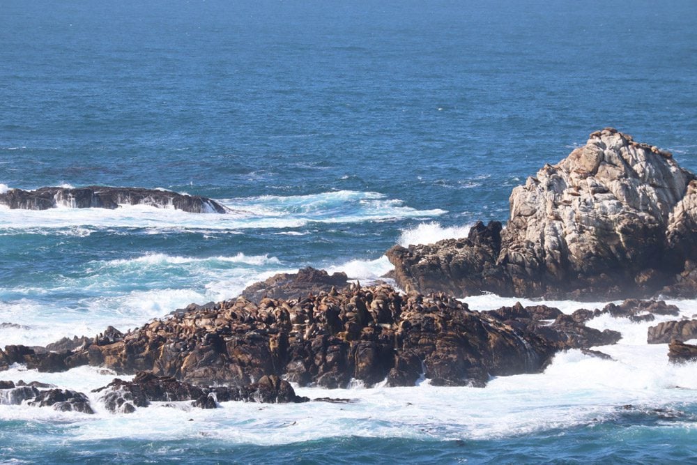 sea lions at - Point Lobos State Natural Reserve