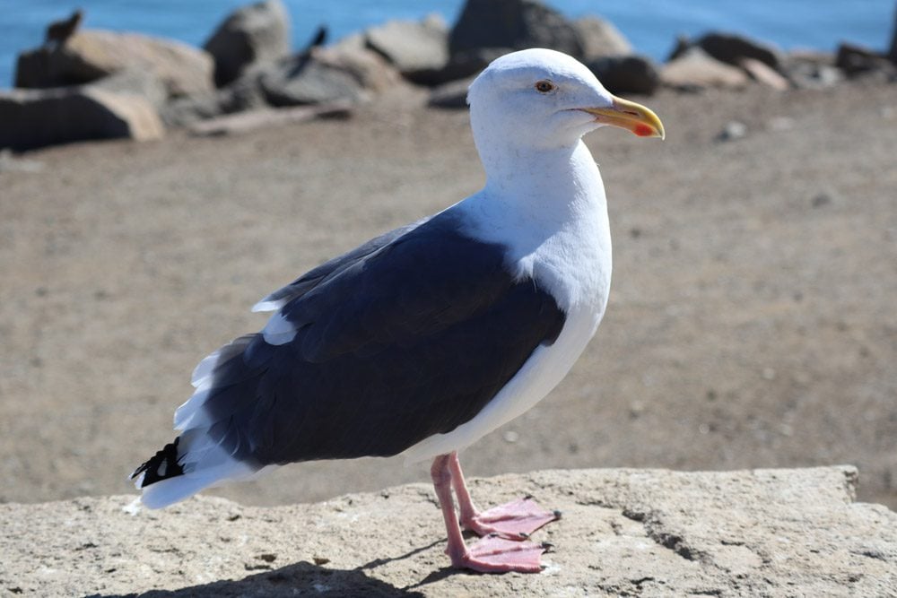seagull in morro bay - pacific coast highway