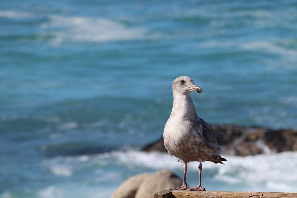 seagull on 17-Mile Drive