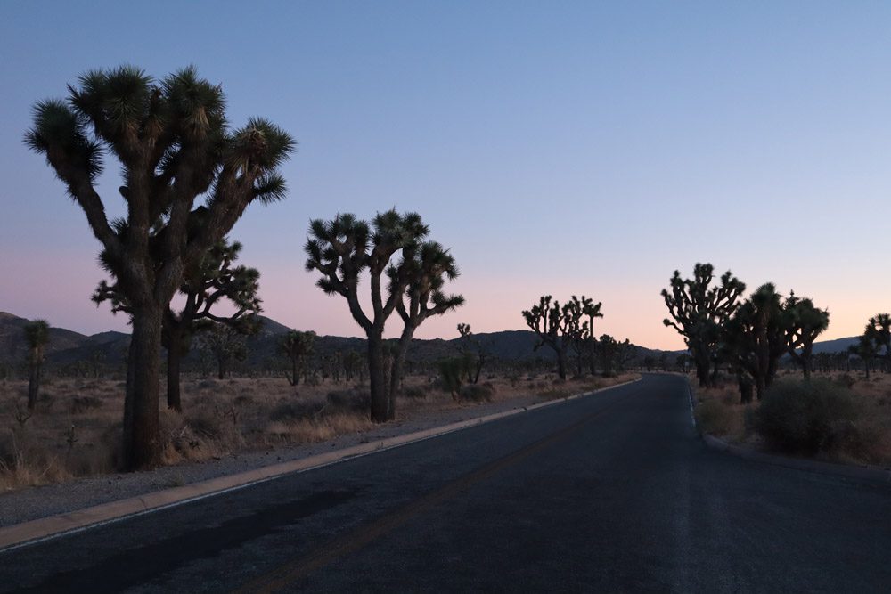 sunset colors in Joshua Tree National Park
