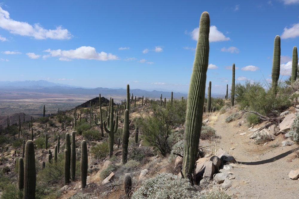 wasson peak trail - Saguaro National Park - arizona