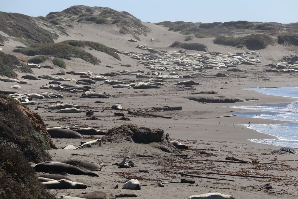 Elephant Seal Vista Point - Pacific Coast Highway