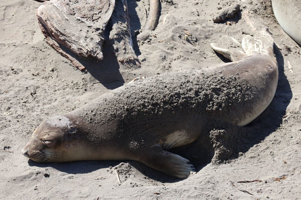 Seal on Elephant Seal Vista Point Pacific Coast Highway